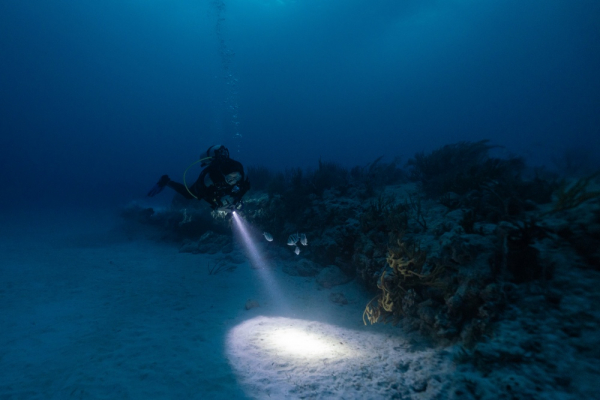 Discover Hidden Underwater Caves with San Diego Scuba Guide in La Jolla Cove