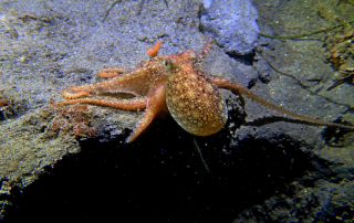 How to Get Ready for a La Jolla Sea Caves Snorkeling Tour for First Timers