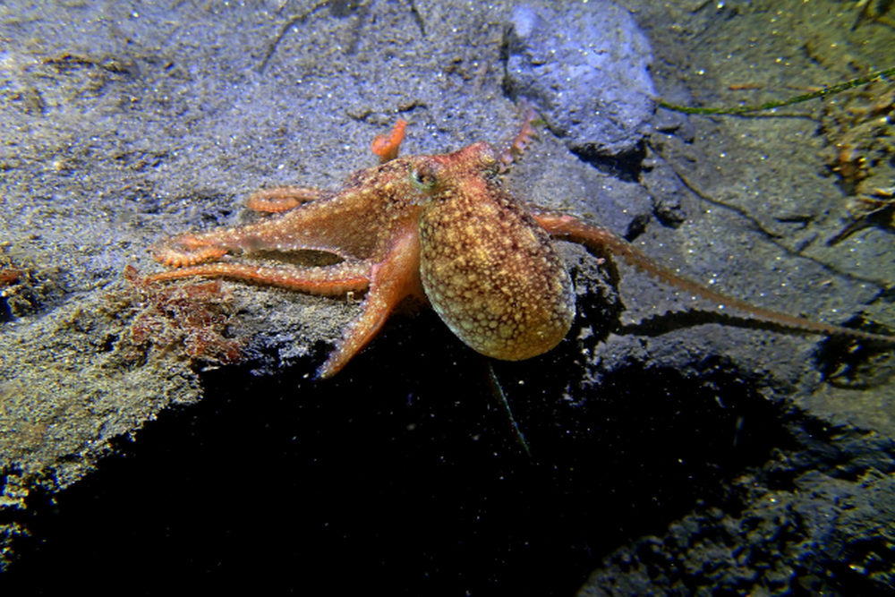 How to Get Ready for a La Jolla Sea Caves Snorkeling Tour for First Timers