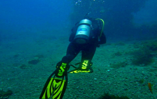 Why Diving at La Jolla Cove Offers Ideal Conditions for New Divers