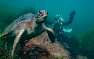 Why Advanced Scuba Training Can Expand Your San Diego Diving Experiences