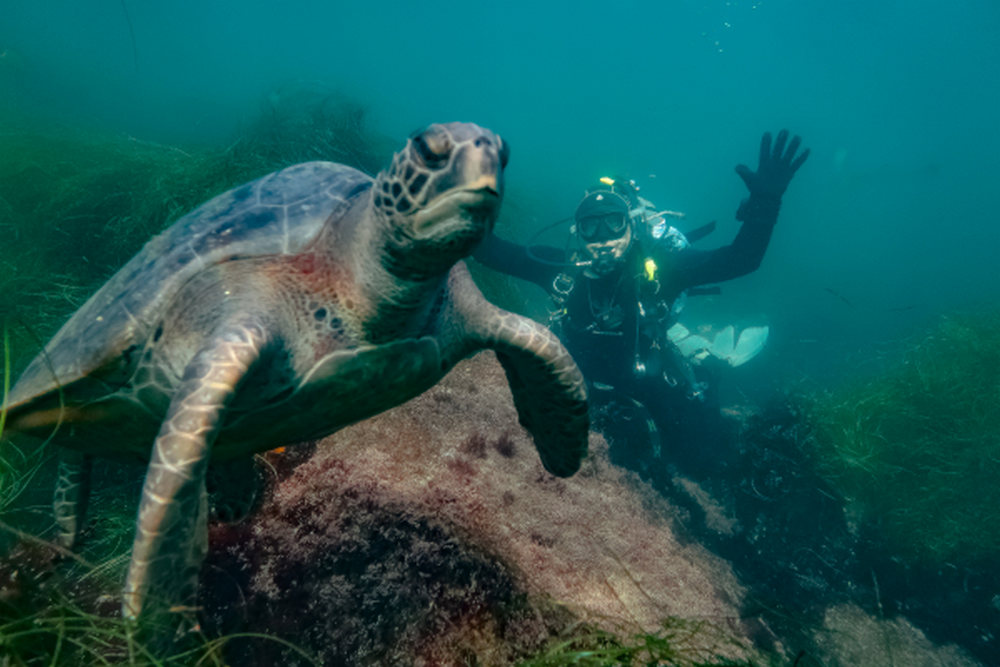 Why Advanced Scuba Training Can Expand Your San Diego Diving Experiences